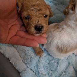 Boy 3 - Apricot male Poodle puppy in Greenville, Texas from RhineStone Poodles