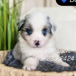 Aussiedoodles, Australian Shepherds, Goldendoodles, and Sheepadoodles from V6 Ranch Dogs