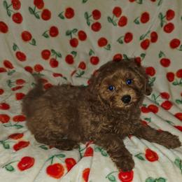Levi - Red male Cavapoo puppy in Copan, Oklahoma from Lebel Cavapoos