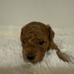 Delilah - Apricot female Poodle puppy in Azle, Texas from Texas Kissed K9s