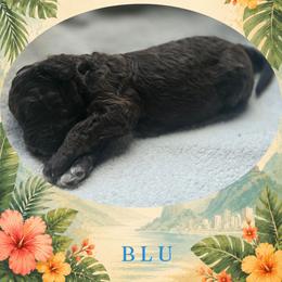 Boy 3 - Brown male Lagotto Romagnolo puppy in Salida, California from Harper's Lagotti