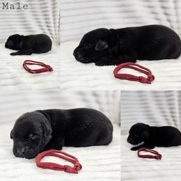 Red Collar- Male - Black male Labrador Retriever puppy in Boyd, Minnesota from Lindley Labradors