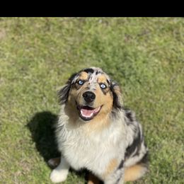 Willow - Miniature Australian Shepherd