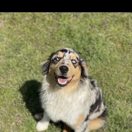 Willow - Miniature Australian Shepherd