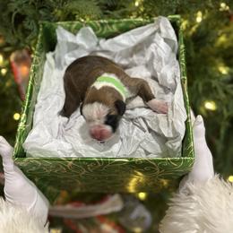 Eve - Fawn female Boxer puppy in Waycross, Georgia from David's Boxers