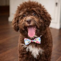 Lagotto Romagnolo puppies from Moreno Casa De Honos