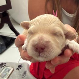 Girl 3 - Parti female Goldendoodle puppy in Tyler, Texas from Sassy’s Hollywood Poodles & Doodles