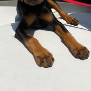 German Pinscher Puppies from Iron Heart Kennels