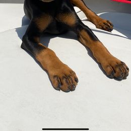 German Pinscher Puppies from Iron Heart Kennels