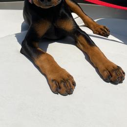 German Pinscher Puppies from Iron Heart Kennels