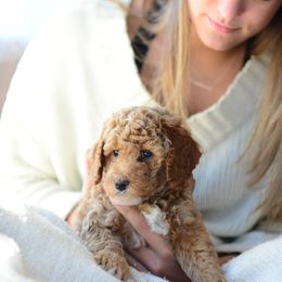 Goldendoodle Puppies from Glittering Grace Goldendoodles