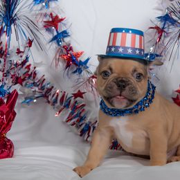 French Bulldog Puppies from Faux Real Frenchies