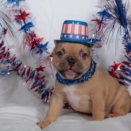 French Bulldog Puppies from Faux Real Frenchies
