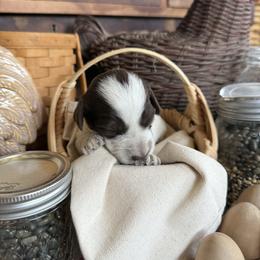 Rich - Piebald male Dachshund puppy in Cabool, Missouri from White Cottage Dachshunds