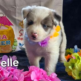 Belle (Princess Leia) - Blue merle female Australian Shepherd puppy in Smithfield, Utah from Invictus Farms