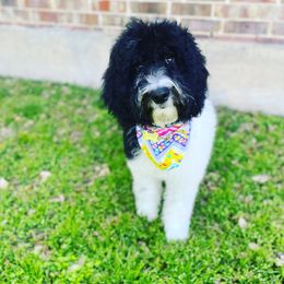 Goldendoodle Puppies from Firestorm Kennel