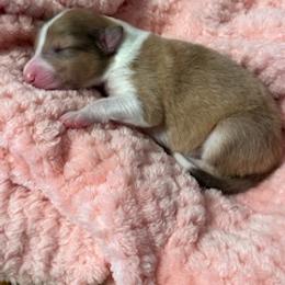 Girl 2 - female Scottish Collie puppy in Newcastle, Wyoming from Sundance Scottish-Colleys