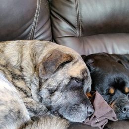 Rottweiler Puppies from Alpha Co. Rottweilers