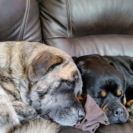 Rottweiler Puppies from Alpha Co. Rottweilers