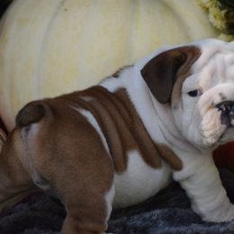 MoJo - Red and white male Bulldog puppy in Bradleyville, Missouri from HurstBulldogs