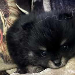 Pomeranian Puppies from Cherokee Pomeranians
