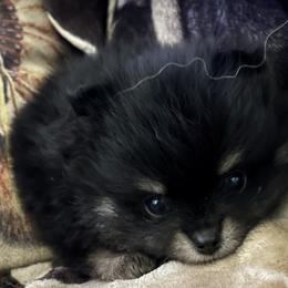 Pomeranian Puppies from Cherokee Pomeranians