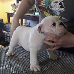 Bulldog Puppies from Deb Dixon's Bulldogs