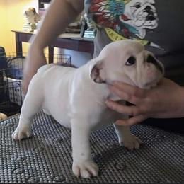 Bulldog Puppies from Deb Dixon's Bulldogs