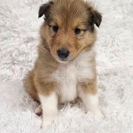 Blue Collar Male - Sable and white male Collie puppy in Gleason, Tennessee from Liberty Collies