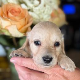 Prince  Louie Blue collar - Cream male Dachshund puppy in El Cajon, California from Lisa Buxton