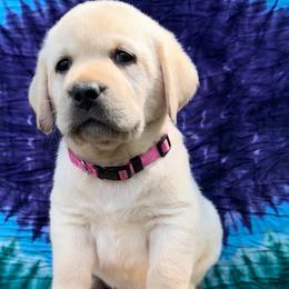Cupcake - Yellow female Labrador Retriever puppy in Marietta, South Carolina from Trust in the Lord Labradors