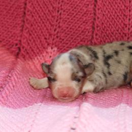 Jada - Blue merle female Miniature American Shepherd puppy in Tiskilwa, Illinois from First Harmony Farms