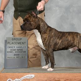 Dante - American Staffordshire Terrier