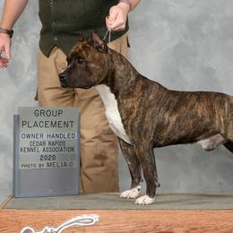 Dante - American Staffordshire Terrier