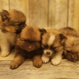 Pomeranian puppies from Bat Cave Poms