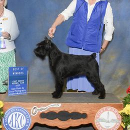 Gypsy - Standard Schnauzer