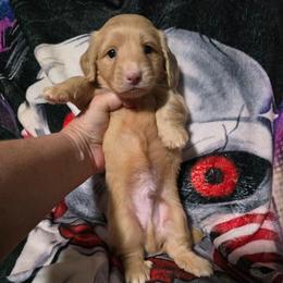 Koda - Red male Dachshund puppy in Adolphus, Kentucky from Walker's Dachshunds