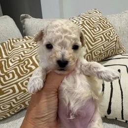 Henry - Cream male Poodle puppy in Queen Creek, Arizona from Prestigious Toy Poodles