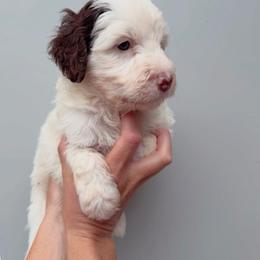 Maggie - Brown and white female Aussiedoodle puppy in Orland, California from Shockley’s Elite Doodles