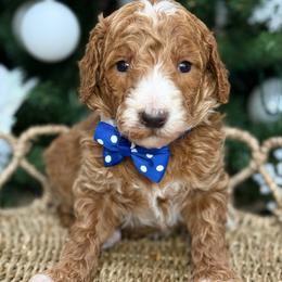Yogi-Navy blue collar male - Red  male Goldendoodle puppy in Yuciapa, California from AlltheDoodlez_