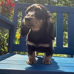 Steph - Black and tan female Dachshund puppy in Coopersburg, Pennsylvania from Barks and Burrows