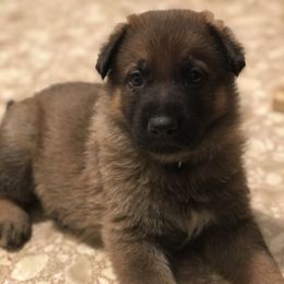 German Shepherd Puppies from Stacey’s German Shepherds