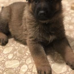 German Shepherd Puppies from Stacey’s German Shepherds