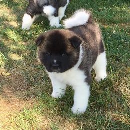 Akita Puppies from Chelsea's Akitas