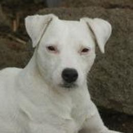 Hudson - Jack Russell Terrier