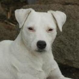 Hudson - Jack Russell Terrier
