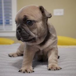 French Bulldog Puppies from French Pup