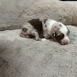 Wonder Woman - Red merle female Australian Shepherd puppy in Terryville, Connecticut from Spirited Aussies