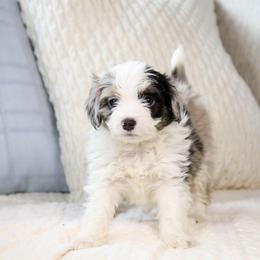 Skip - male Australian Mountain Doodle puppy in Salem, Utah from Go West Mini Aussies