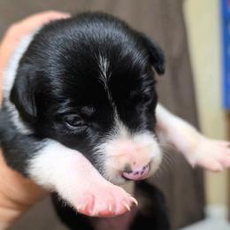 Puppy 2 -Female - Black and white female Border Collie puppy in Danielsville, Georgia from MABorderCollies
